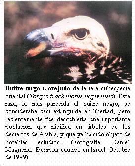 Cuadro de texto:    Buitre torgo u orejudo de la rara subespecie oriental (Torgos tracheliotus negevensis). Esta raza, la más parecida al buitre negro, se consideraba casi extinguida en libertad; pero recientemente fue descubierta una importante población que nidifica en árboles de los desiertos de Arabia, y que ya ha sido objeto de notables estudios. (Fotografía: Daniel Magnenat. Ejemplar cautivo en Israel. Octubre de 1999).    